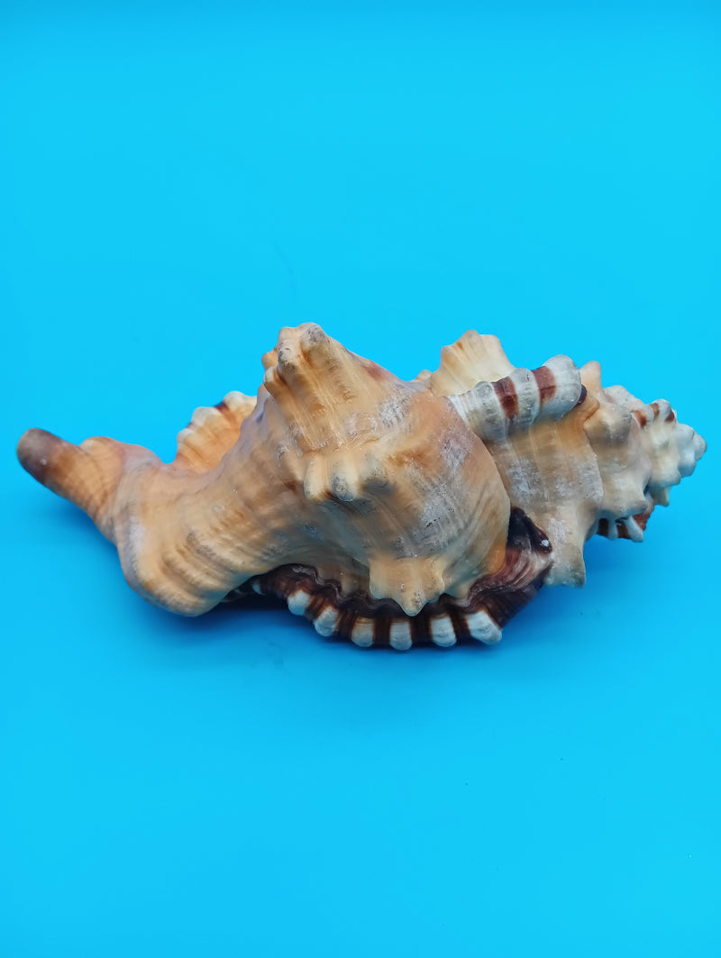 Perry Triton Cymatium 5.9" display shell for coastal home decor – natural specimen