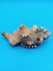 Perry Triton Cymatium 5.9