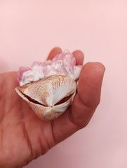 Natural paired mussel shell with barnacle clusters and glossy brown, tan, and cream tones – coastal display shell by Loving Coastal Living