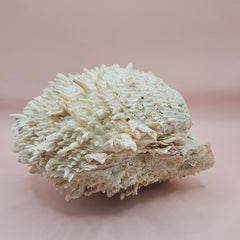 8-inch white Spondylus shell with spiky texture, shown open and closed on a soft pink background