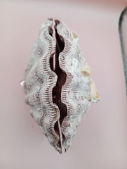 Barnacle-encrusted Lion's Paw seashell pair, 5.9x5.3 inches – natural marine texture