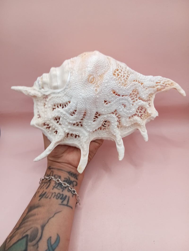 Hand-carved Lambis truncata shell with octopus design – 9.5 inches