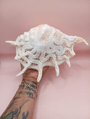 Hand-carved Lambis truncata shell with octopus design – 9.5 inches