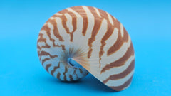 Tiger Nautilus Shell – Striking Natural Ocean Decor 3.6
