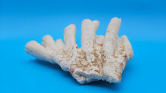 Vintage Candy Cane Coral specimen for coastal home decor - natural marine piece