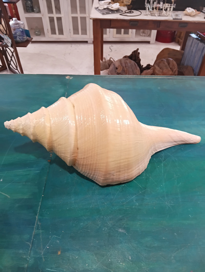 Large Australian Trumpet Shell 21 Inches – Syrinx aruanus Natural Specimen