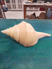 Large Australian Trumpet Shell 21 Inches – Syrinx aruanus Natural Specimen