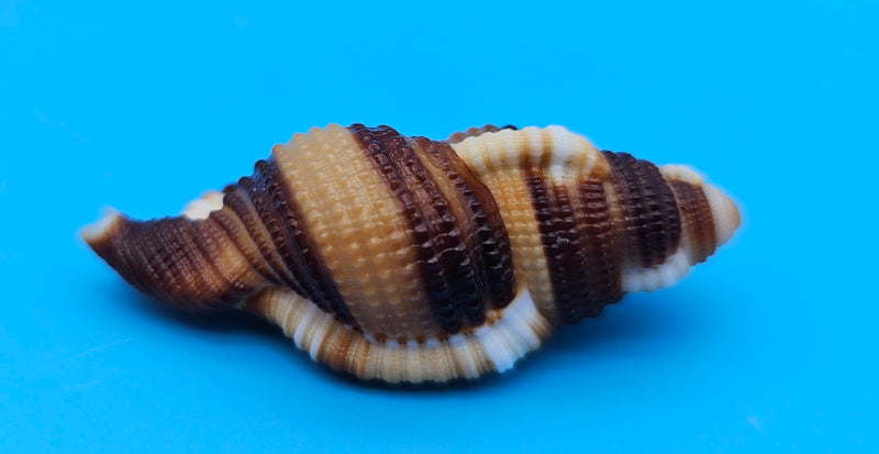  2-inch Cymatium flaveolum shell with brown and gold stripes for coastal décor display