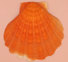 Orange Lion Paw Shell – Natural Vibrant Seashell for Coastal Décor