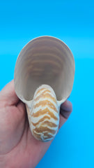 Tiger Nautilus Shell – Striking Natural Ocean Decor 3.7