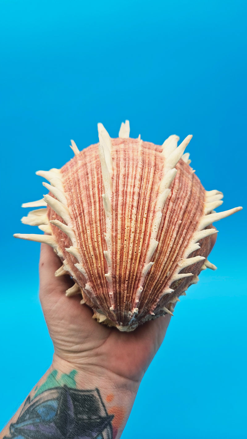 Regius Spondylus Spiny Display Shell –7