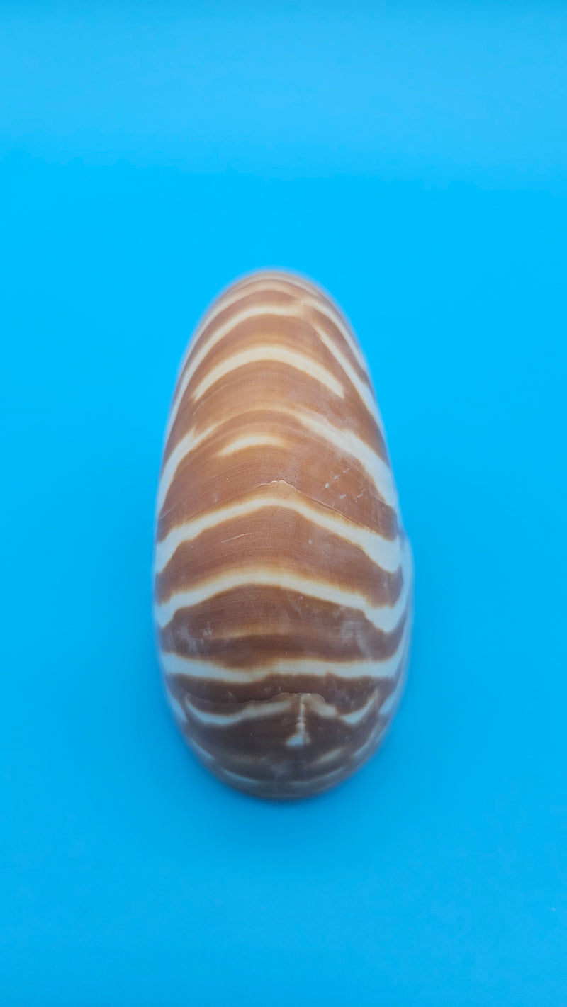 Tiger Nautilus Shell – Striking Natural Ocean Decor 3"