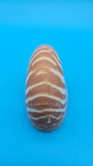 Tiger Nautilus Shell – Striking Natural Ocean Decor 3