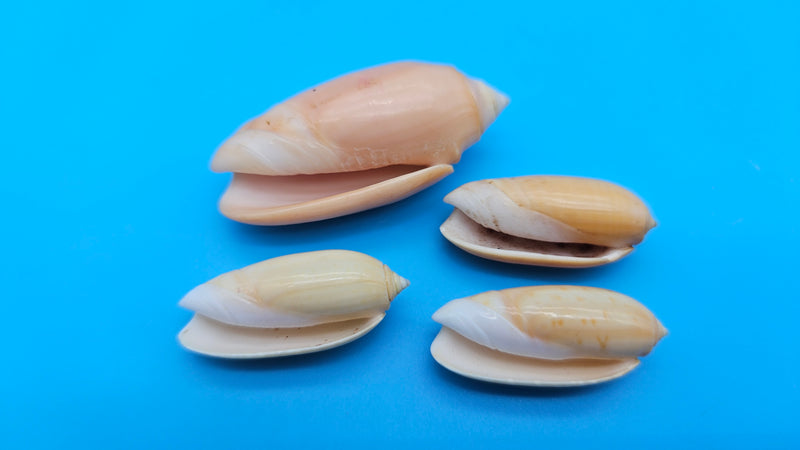 Set of 4 Oliva oliva Linne shells in golden-peach glossy finish from Sri Lanka for coastal décor display