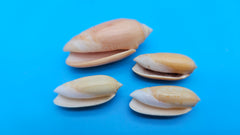 Set of 4 Oliva oliva Linne shells in golden-peach glossy finish from Sri Lanka for coastal décor display