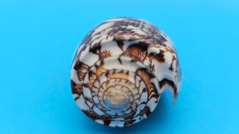 Striate Cone shell with brown base, fine linear striations, and white patches, 3.6 inches.