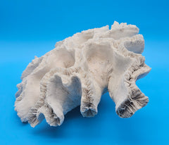Vintage open brain coral specimen for coastal home decor - natural marine piece