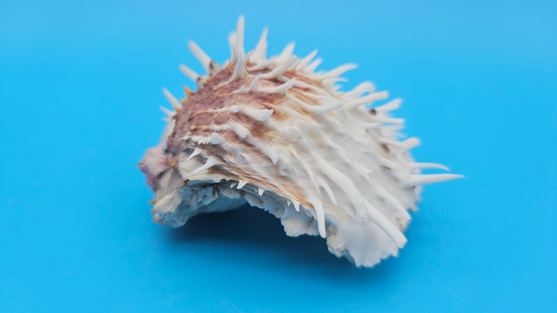 Hinged white Spondylus shell with long spines and orange accents, shown open and closed on blue background