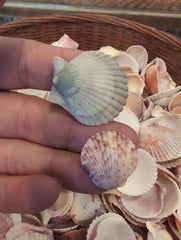 Baby Beach Collected Scallops