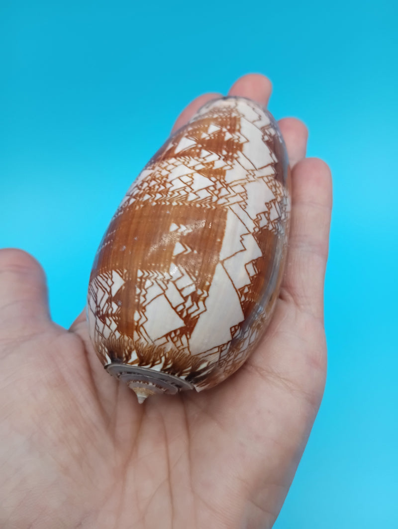 3.7" Tent Olive seashell Oliva porphyria natural specimen for beach decor