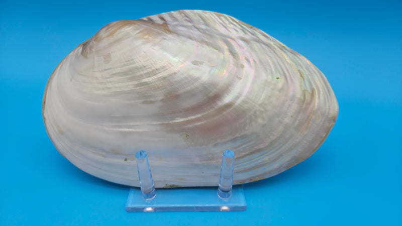  Fused Rainbow Cebu clam shell with polished iridescent surface and pastel pearl tones on blue background