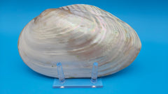  Fused Rainbow Cebu clam shell with polished iridescent surface and pastel pearl tones on blue background
