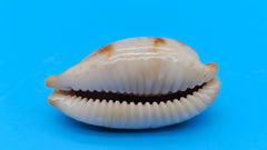 Bistolida Solidarity cowrie shell, creamy base with brown markings, 1.4 inches, smooth glossy surface and ridged teeth