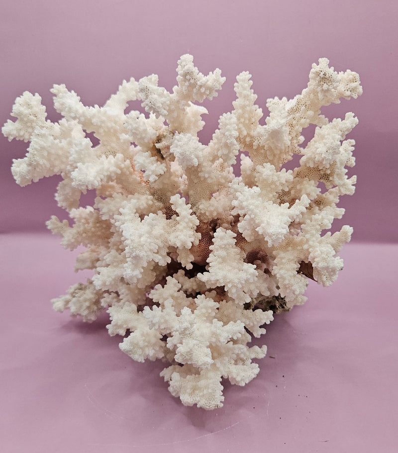 Vintage brownstem coral natural specimen for coastal deco