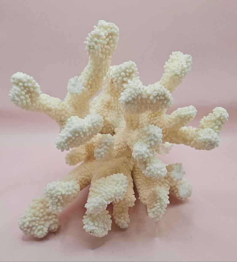 Vintage Cauliflower Coral Specimen 9" – Textured Ivory Coral Display Piece