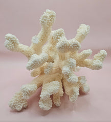 Vintage Cauliflower Coral Specimen 9