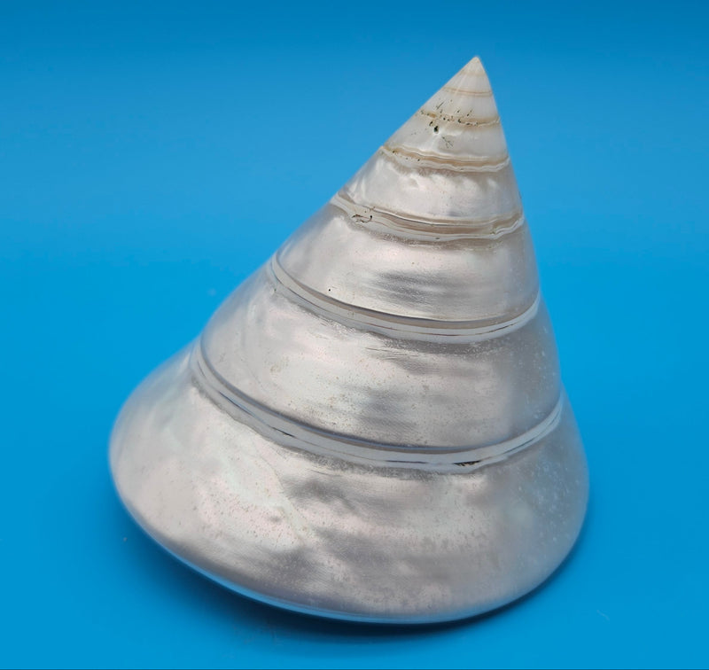 Polished pearled Trochus niloticus shell with spiral shape and iridescent finish on a bright blue background