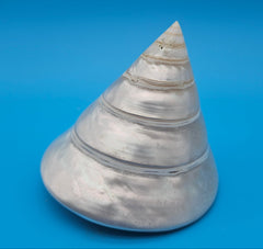 Polished pearled Trochus niloticus shell with spiral shape and iridescent finish on a bright blue background