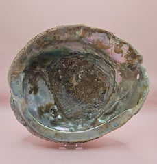 Large abalone shell 8x7 with iridescent inner surface and weathered texture, ideal for coastal or altar display