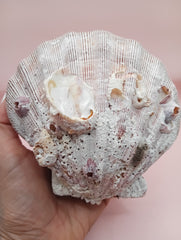 Natural Lion's Paw seashell pair measuring 5 by 5.1 inches with coastal texture and marine encrustations