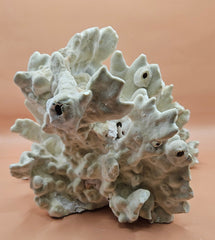 Natural fire coral specimen featuring intricate, textured formations and porous structure. Ideal for saltwater aquariums, reef tank displays, marine-themed home decor, or ocean-inspired crafts. This authentic coral rock adds a unique, organic touch to any setup. Perfect for collectors and aquarium hobbyists seeking natural reef elements. High-resolution image with a warm neutral background highlights the coral’s details and shape.