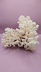 Vintage brownstem coral natural specimen for coastal deco