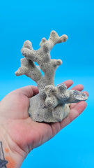 Blue Ridge Coral Specimen with branching form and porous texture on blue background
