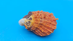 Fused orange spiny Spondylus sea shell with textured ridges on a blue background