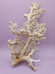 Ultra RARE Vintage Ivory Peach Stylaster Coral- 11