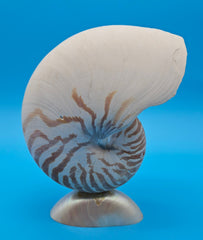 Bottom cut tiger nautilus shell showing exterior stripes and interior pearly chambers