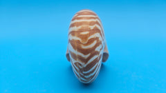 Tiger Nautilus Shell – Striking Natural Ocean Decor 3.6