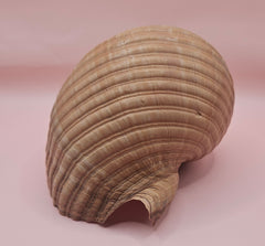 Large Tonna Shell – Natural Sea Shell for Coastal Decor & Collectors