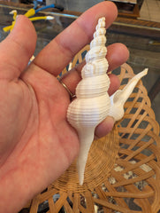 Fusus Colus White Spindle Shell