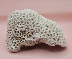 Vintage white brain coral specimen 6.75 inches, natural texture coastal home decor