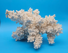 Vintage branch coral specimen for coastal home decor - natural marine piece