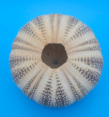 English Channel urchin shell 5x4 brown and cream textured sea shell for coastal display