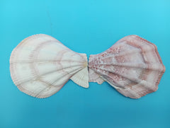 Swiftopecten swiftii scallop display shell pair 3.6 x 3.0 for coastal decor
