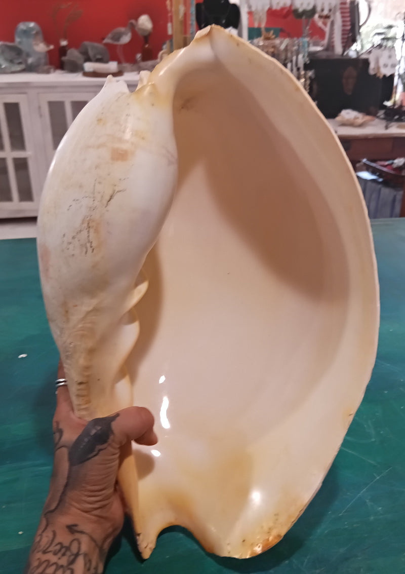 Large umbilicate shell with natural spiral and cream-beige coloring, 14.5 inches in length – coastal display specimen