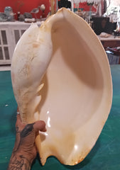 Large umbilicate shell with natural spiral and cream-beige coloring, 14.5 inches in length – coastal display specimen