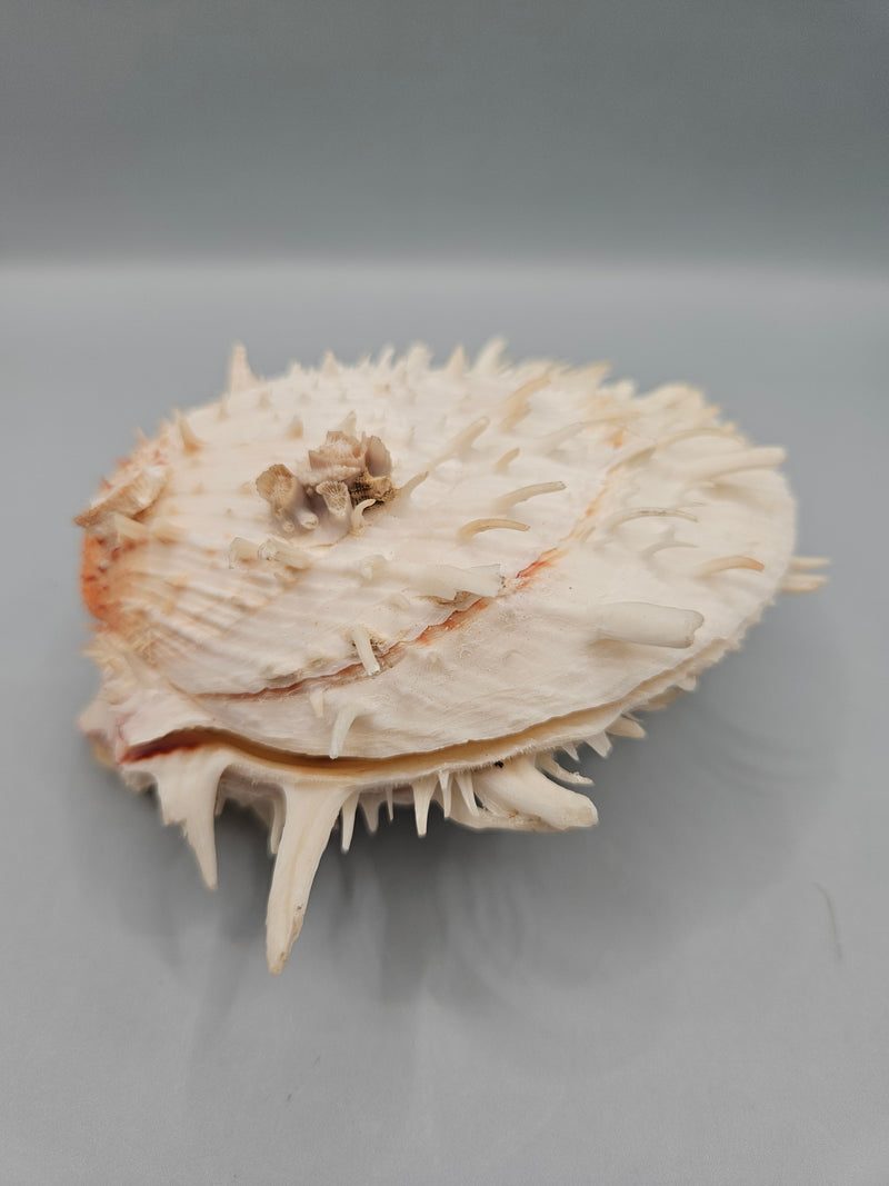 Vintage Spondylus shell, 4.5 inches wide, featuring natural spines and vibrant color, perfect for ocean-themed décor or collections